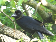 Corvus macrorhynchos