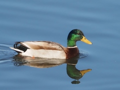 Anas platyrhynchos
