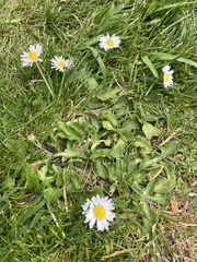 Bellis perennis