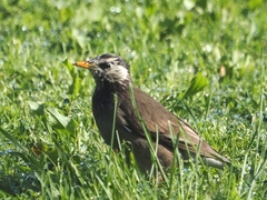 Spodiopsar cineraceus