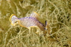 Prostheceraeus moseleyi