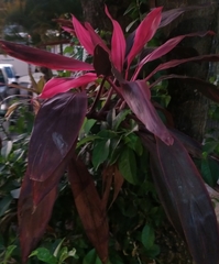 Cordyline fruticosa