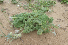 Daucus pumilus