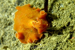 Yungia aurantiaca