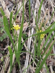 Gagea granulosa