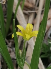 Gagea granulosa