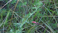 Indigofera punctata
