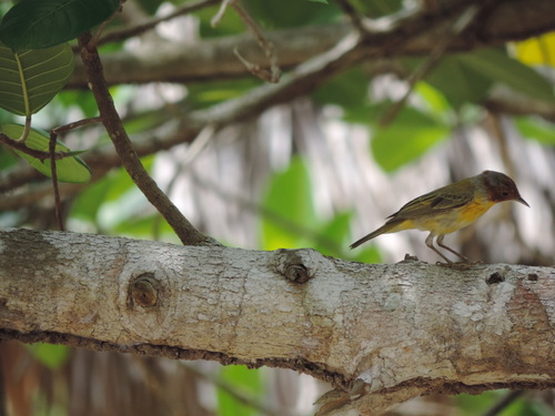 Setophaga petechia
