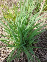 Phleum phleoides