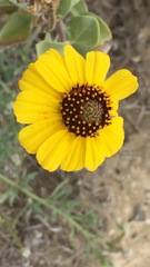 Encelia palmeri