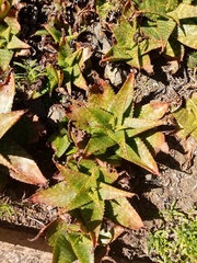 Aloe grandidentata
