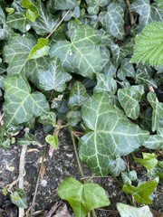 Hedera helix