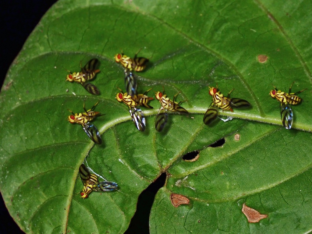 Tritaeniopteron flavifacies