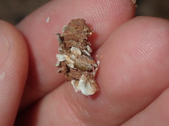Diopatra dentata