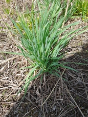 Phleum phleoides