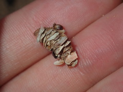 Diopatra dentata