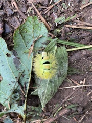 Calliteara pudibunda