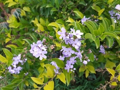 Duranta erecta