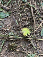 Calliteara pudibunda