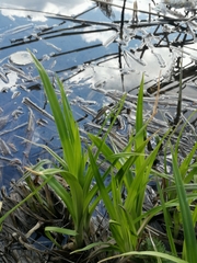 Scirpus sylvaticus