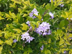 Duranta erecta