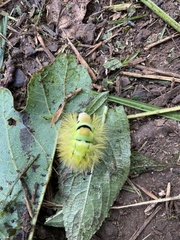 Calliteara pudibunda