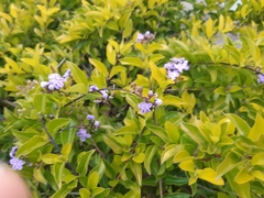 Duranta erecta