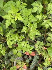 Geranium robertianum