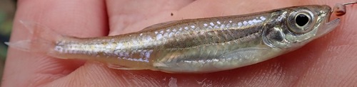 Popeye shiner (Notropis ariommus) — Cyprinidae — 3