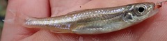 Notropis ariommus