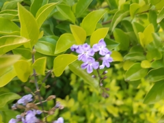 Duranta erecta