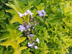Duranta erecta