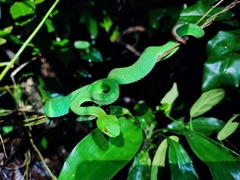 Trimeresurus rubeus