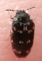 Paranovelsis aequalis