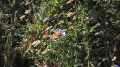 Felicia erigeroides