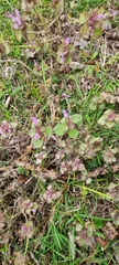 Lamium purpureum