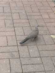 Columbidae