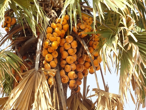 borassus palm
