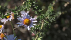 Felicia erigeroides