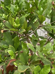 Synsepalum