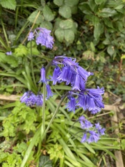Hyacinthoides