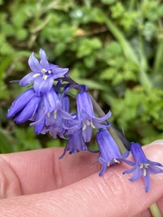 Hyacinthoides
