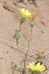Calycoseris parryi