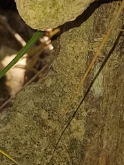 Constrictotermes cyphergaster