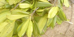 Magnoliopsida