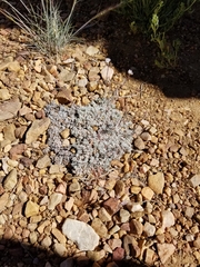 Eriogonum kennedyi