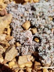 Eriogonum kennedyi