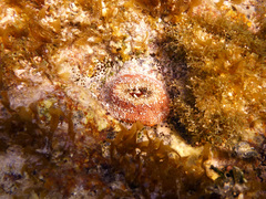 Bunodosoma granuliferum