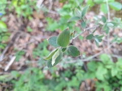 Amelanchier ovalis