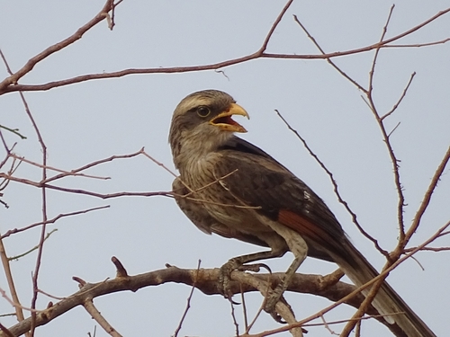 Yellow-billed Shrike